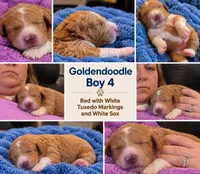 Goldendoodle Boy 4 Red white Tuxedo markings , a male Goldendoodle for sale in Tarboro, NC – 5 of 5