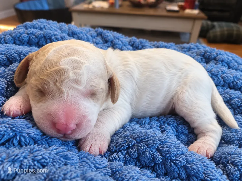 Goldendoodle Boy 3 Apricot cream / red  – Goldendoodle puppy for sale in Tarboro, NC