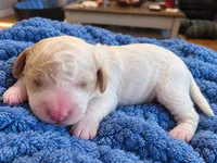 Goldendoodle Boy 3 Apricot cream / red , a male Goldendoodle for sale in Tarboro, NC – 1 of 2
