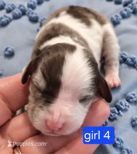 Girl 4 Minature Bernadoodle  – Miniature Bernedoodle puppy for sale in Tarboro, NC