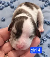 Girl 4 Minature Bernadoodle , a female Miniature Bernedoodle for sale in Tarboro, NC – 1 of 2