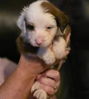 Boy 5 Mini Bernedoodle , a male Miniature Bernedoodle for sale in Tarboro, NC – 2 of 5