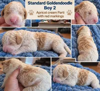 Goldendoodle Boy 2 Apricot cream parti , a male Goldendoodle for sale in Tarboro, NC – 5 of 5