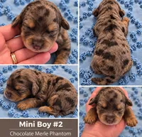 Boy 2 Mini Bernedoodle , a male Miniature Bernedoodle for sale in Tarboro, NC – 2 of 2