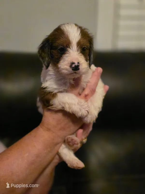 Boy 4 Mini Bernedoodle  – Miniature Bernedoodle puppy for sale in Tarboro, NC