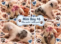 Boy 6 Mini Bernedoodle , a male Miniature Bernedoodle for sale in Tarboro, NC – 5 of 8