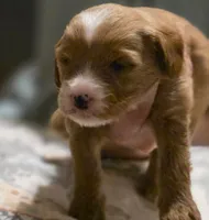 Girl #2 Mini Bernadoodle , a female Miniature Bernedoodle for sale in Tarboro, NC – 4 of 7