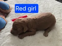 Red Girl 1, a female Goldendoodle for sale in Tarboro, NC – Photo 1 of 5