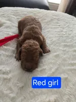 Red Girl 1, a female Goldendoodle for sale in Tarboro, NC – Photo 2 of 5