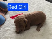 Red Girl 1, a female Goldendoodle for sale in Tarboro, NC – Photo 3 of 5