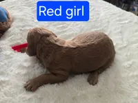 Red Girl 1, a female Goldendoodle for sale in Tarboro, NC – Photo 4 of 5
