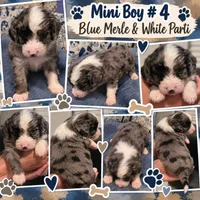 Boy 4 Mini Bernedoodle , a male Miniature Bernedoodle for sale in Tarboro, NC – 3 of 7