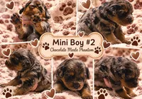 Boy 2 Mini Bernedoodle , a male Miniature Bernedoodle for sale in Tarboro, NC – 4 of 7