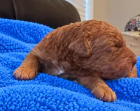Goldendoodle Boy 7 Red , a male Goldendoodle for sale in Tarboro, NC – 4 of 4