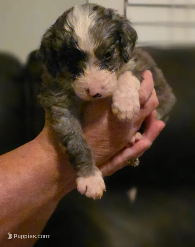 Boy 4 Mini Bernedoodle  – Miniature Bernedoodle puppy for sale in Tarboro, NC