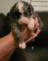 Boy 4 Mini Bernedoodle , a male Miniature Bernedoodle for sale in Tarboro, NC – 1 of 7