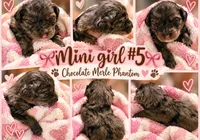 Girl 5 Mini Bernadoodle , a female Miniature Bernedoodle for sale in Tarboro, NC – 2 of 4