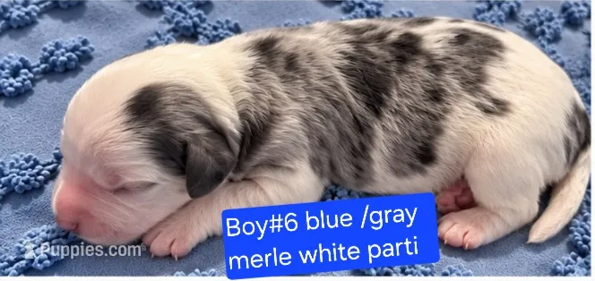 Boy 6 Mini Bernedoodle  – Miniature Bernedoodle puppy for sale in Tarboro, NC