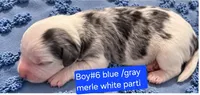 Boy 6 Mini Bernedoodle , a male Miniature Bernedoodle for sale in Tarboro, NC – 1 of 2