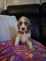 F1b standard  girl caramel, a female Goldendoodle for sale in Tarboro, NC – Photo 7 of 10