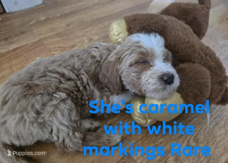 F1b standard  girl caramel, a female Goldendoodle for sale in Tarboro, NC – Photo 1 of 10
