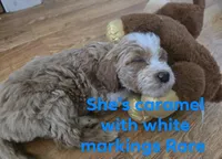 F1b standard  girl caramel, a female Goldendoodle for sale in Tarboro, NC – Photo 1 of 10