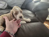 F1b standard  girl caramel, a female Goldendoodle for sale in Tarboro, NC – Photo 5 of 10