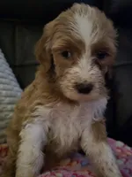 F1b standard  girl caramel, a female Goldendoodle for sale in Tarboro, NC – Photo 10 of 10