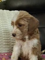 F1b standard  girl caramel, a female Goldendoodle for sale in Tarboro, NC – Photo 9 of 10