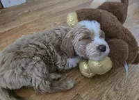 F1b standard  girl caramel, a female Goldendoodle for sale in Tarboro, NC – Photo 2 of 10