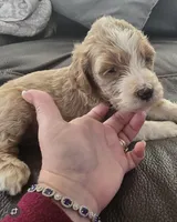 F1b standard  girl caramel, a female Goldendoodle for sale in Tarboro, NC – Photo 3 of 10