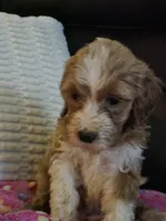 F1b standard  girl caramel, a female Goldendoodle for sale in Tarboro, NC – Photo 8 of 10