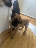 Big boy , a male Boerboel for sale in Rochester, NY – Photo 2 of 10