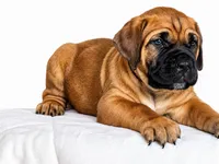 Big boy , a male Boerboel for sale in Rochester, NY – Photo 7 of 10