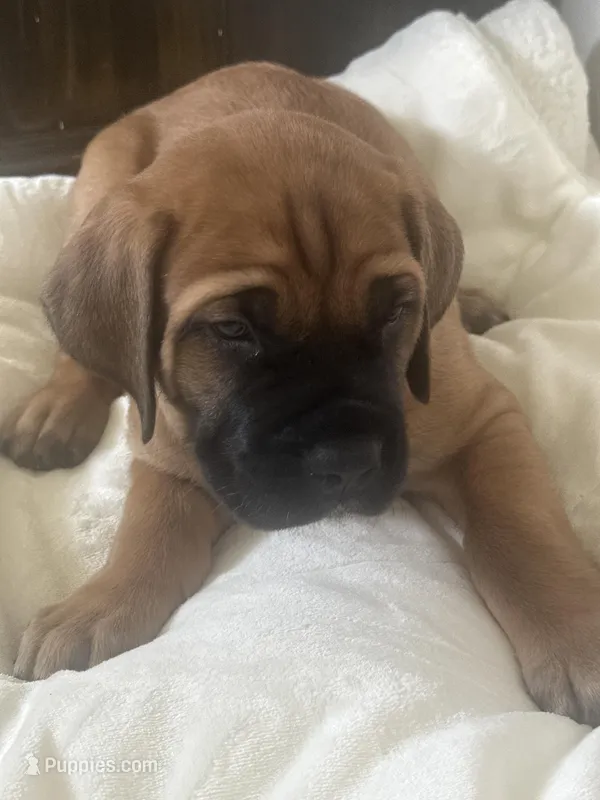 Big boy  – Boerboel puppy for sale in Rochester, NY