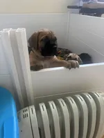 Big boy , a male Boerboel for sale in Rochester, NY – Photo 9 of 10