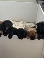 Big boy , a male Boerboel for sale in Rochester, NY – Photo 4 of 10