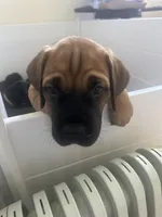 Big boy , a male Boerboel for sale in Rochester, NY – Photo 8 of 10