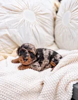 Pumpkin , a male Poodle - Toy  for sale in Ranger, GA – 3 of 3