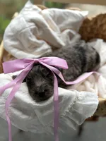 Light pink , a male Goldendoodle for sale in Ranger, GA – 1 of 1