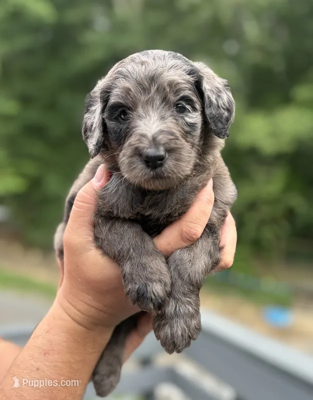 Light pink  – Goldendoodle puppy for sale in Ranger, GA