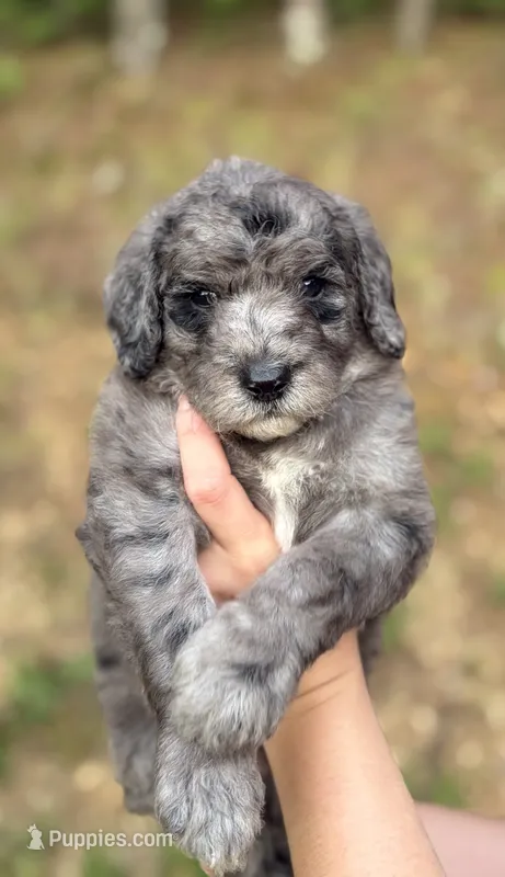 Yellow  – Goldendoodle puppy for sale in Ranger, GA