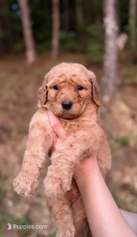 Grey  – Goldendoodle puppy for sale in Ranger, GA