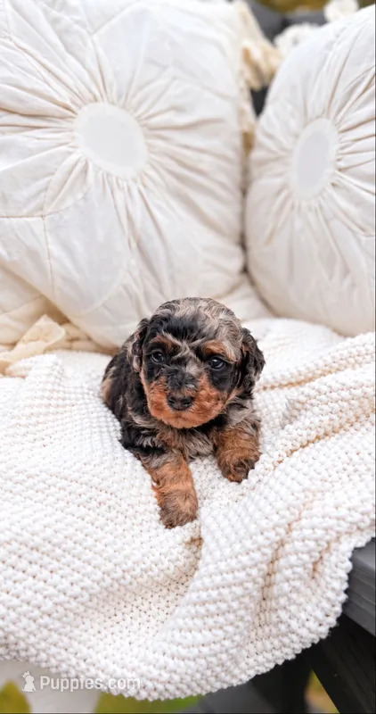Pumpkin  – Poodle - Toy  puppy for sale in Ranger, GA