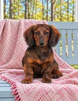 Dally, a female Miniature Dachshund for sale in Ranger, GA – 1 of 1