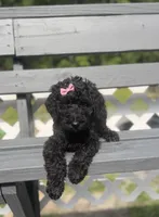 Light blue, a female Goldendoodle for sale in Ranger, GA – 1 of 1