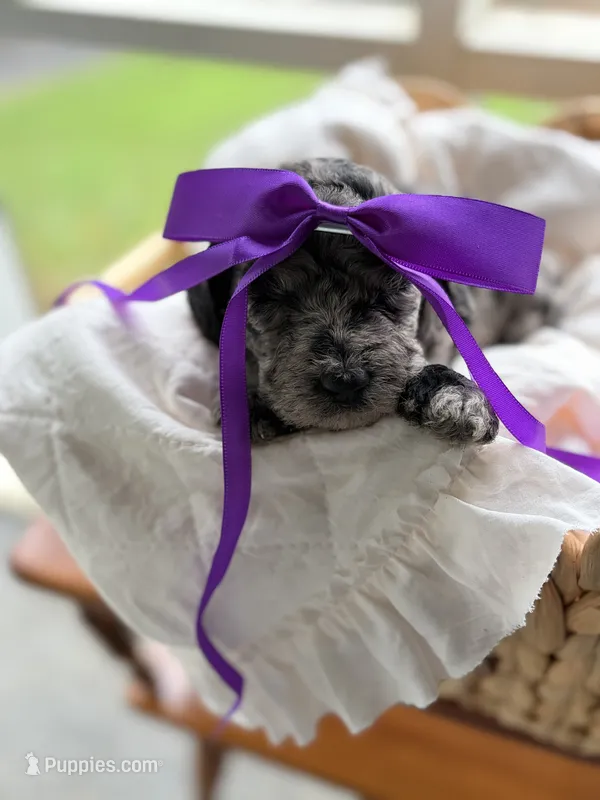 Purple – Goldendoodle puppy for sale in Ranger, GA