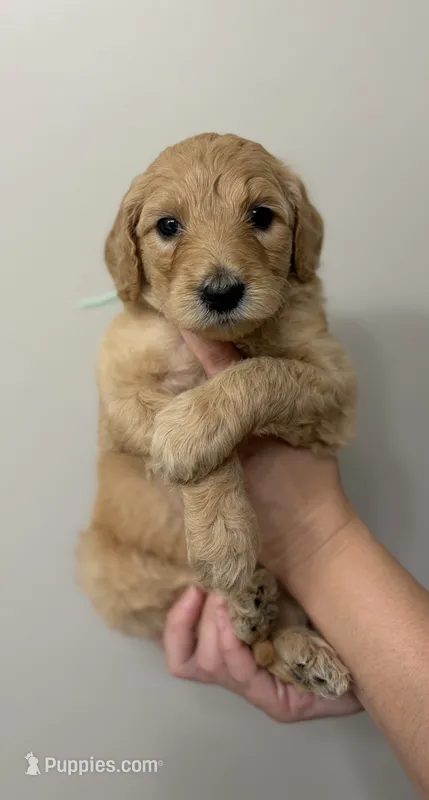 Teal – Goldendoodle puppy for sale in Ranger, GA