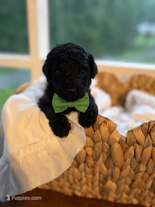Green – Goldendoodle puppy for sale in Ranger, GA