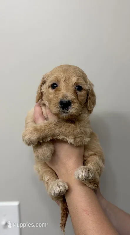 Brown – Goldendoodle puppy for sale in Ranger, GA